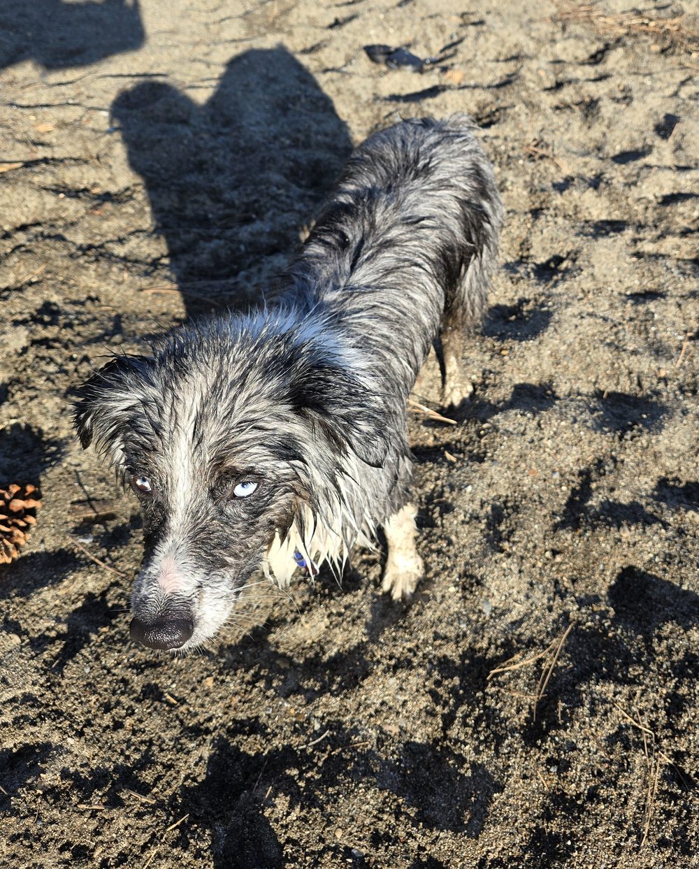 Max at the lakeshore, fresh out of the water