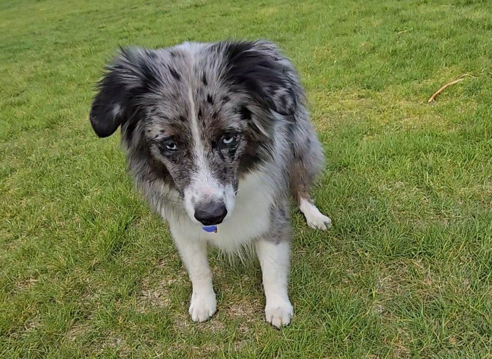 Max sitting on the grass
