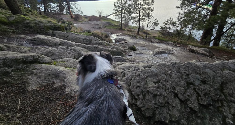 Max, a blue merle mini Aussie, looking out over a lake through the pines