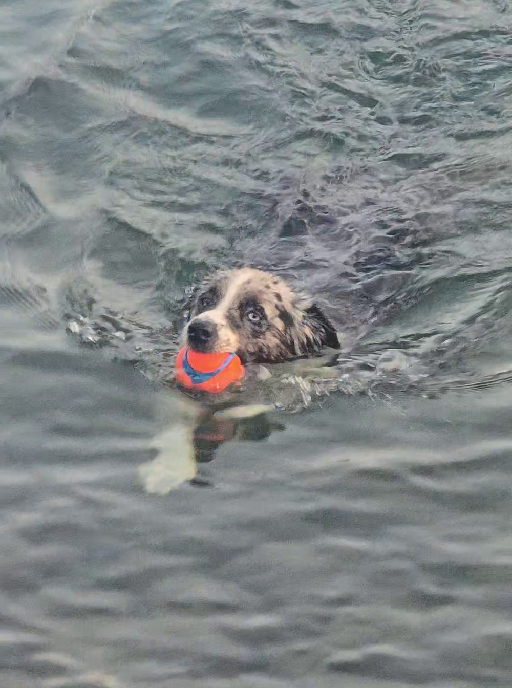 Max swimming with his orange toy